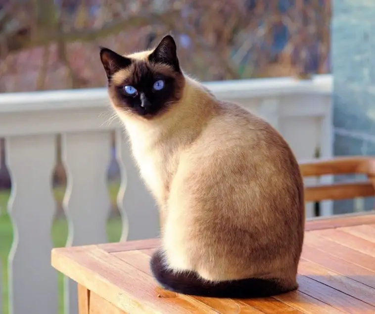Are Siamese Cats Good Pets