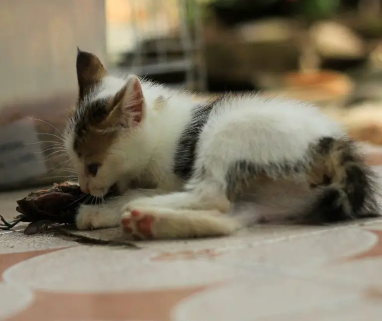 Do Cats Eat Birds (Explained!) Animals HQ