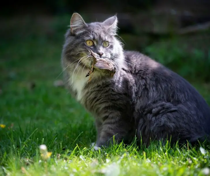 Do Cats Eat Birds (Explained!) Animals HQ