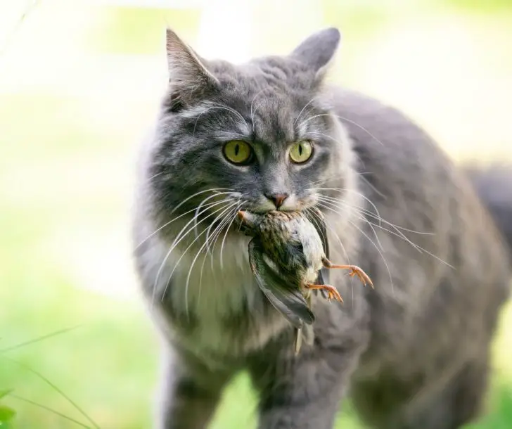 Do Cats Eat Birds (Explained!) Animals HQ