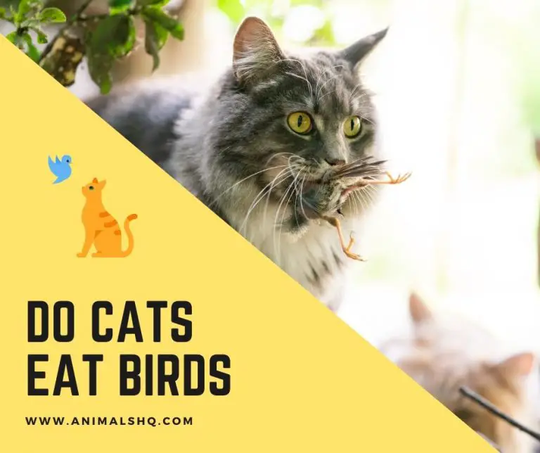 Do Cats Eat Birds (Explained!) Animals HQ