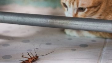 Do Cats Eat Roaches