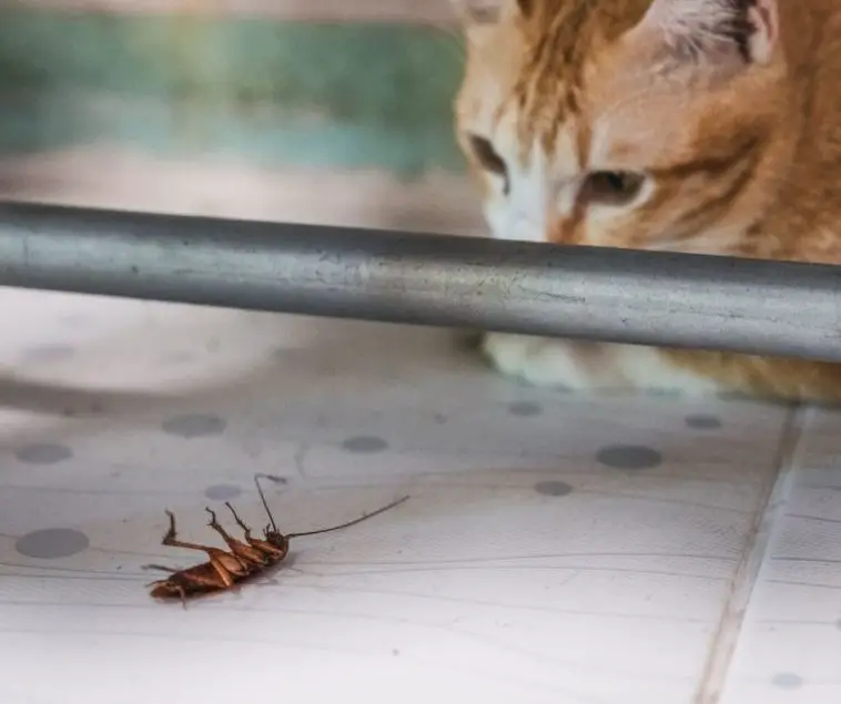 Do Cats Eat Roaches