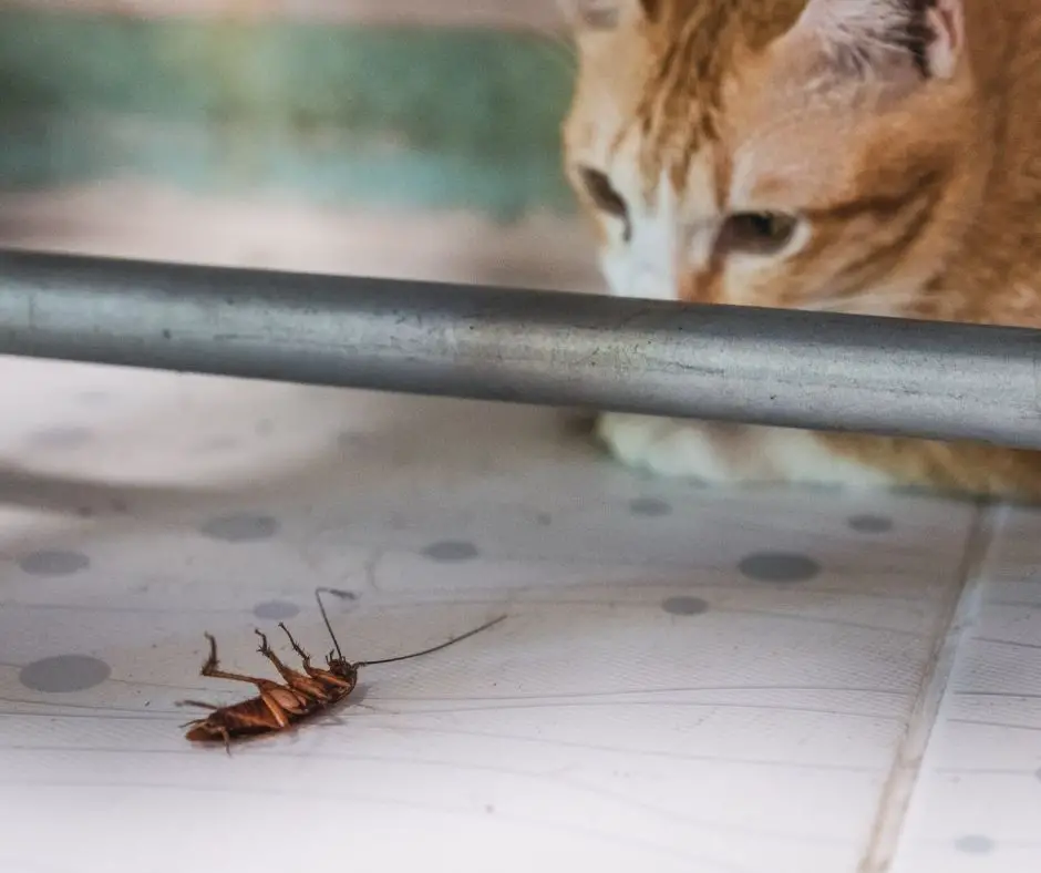 Do Cats Eat Cockroaches All You Need To Know Animals Hq
