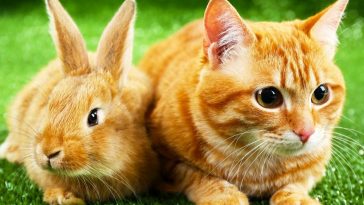 Do Cats Attack and Eat Rabbits