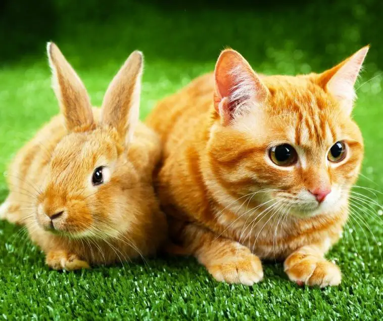Do Cats Attack and Eat Rabbits