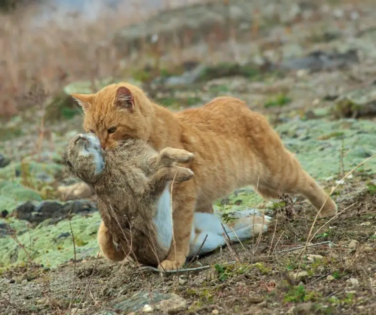 Do Cats Eat Rabbits (All You Need to Know!) Animals HQ