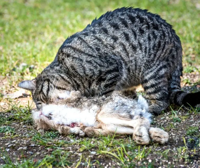 Do Cats Eat Rabbits (All You Need to Know!) Animals HQ