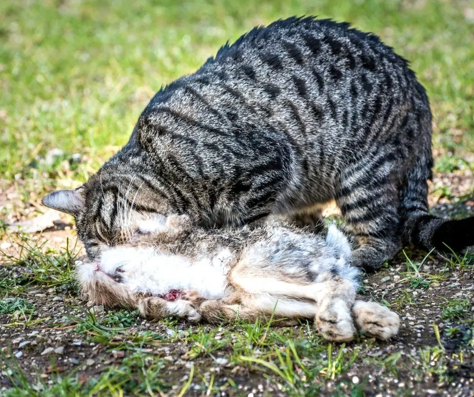 Do Cats Eat Rabbits (All You Need to Know!) - Animals HQ