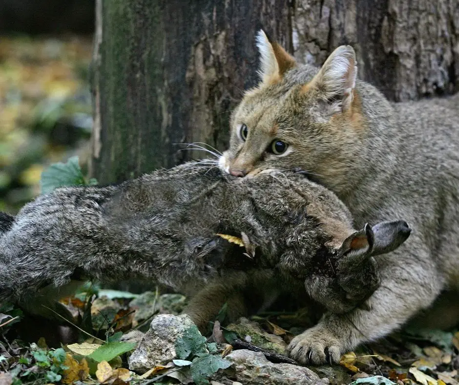 Cats and Rabbit