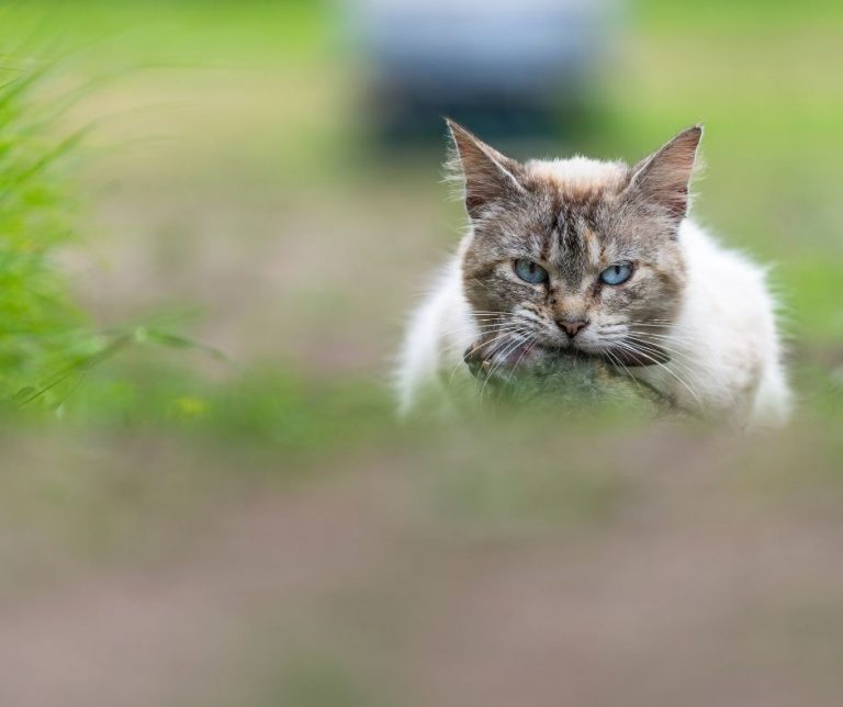 Do Cats Eat Rabbits (All You Need to Know!) Animals HQ