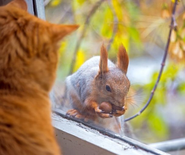 Do Cats Eat Squirrels Animals HQ