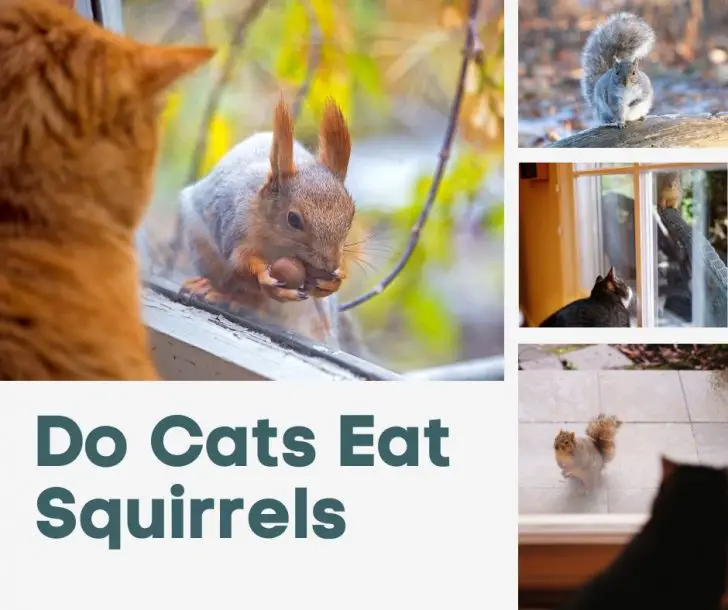 Do Cats Eat Squirrels Animals HQ