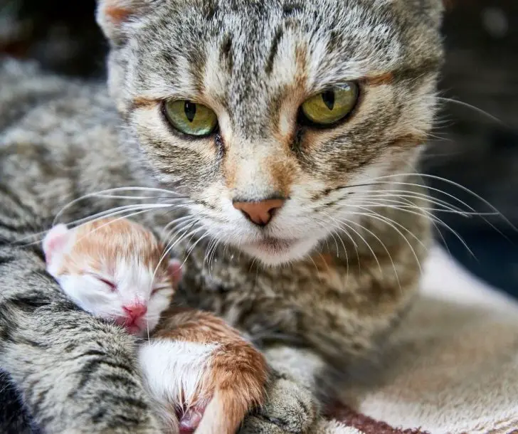 Do Cats Eat their Dead Babies Animals HQ