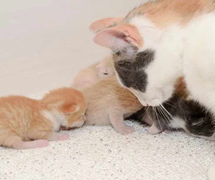 Do Cats Eat their Dead Babies Animals HQ