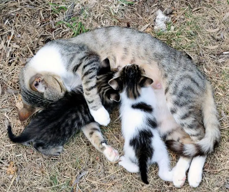 Do Cats Eat their Dead Babies Animals HQ