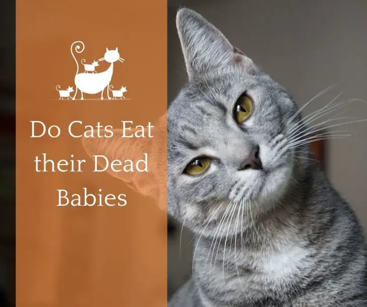 Do Cats Eat their Dead Babies Animals HQ