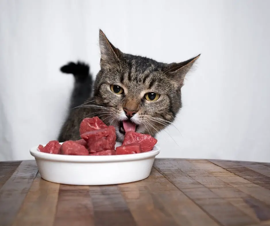 Can Cats Eat Ground Beef?