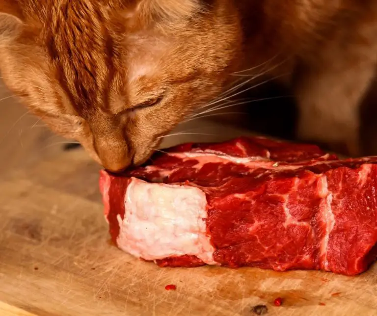 Do Cats Like Ground Beef Animals HQ