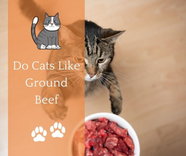 Do Cats Like Ground Beef Animals HQ