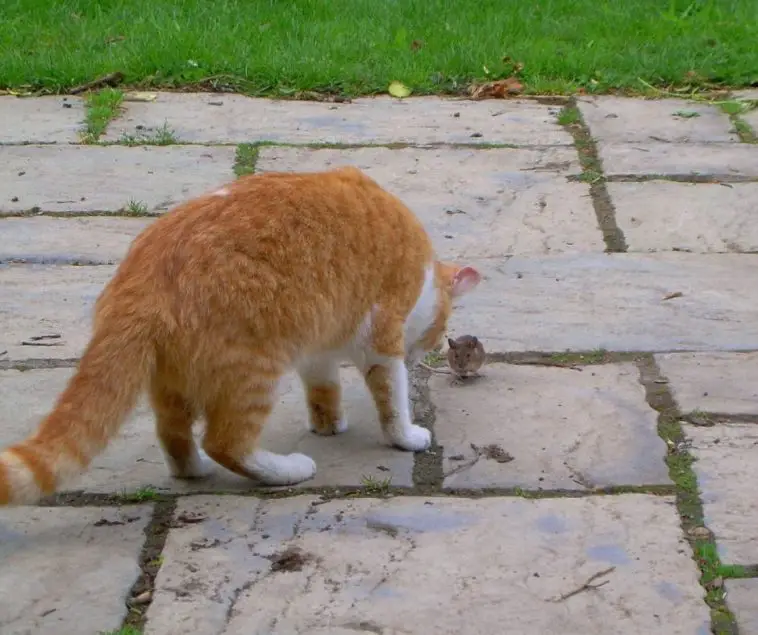 Does a Cat Really Keep Mice Away Animals HQ