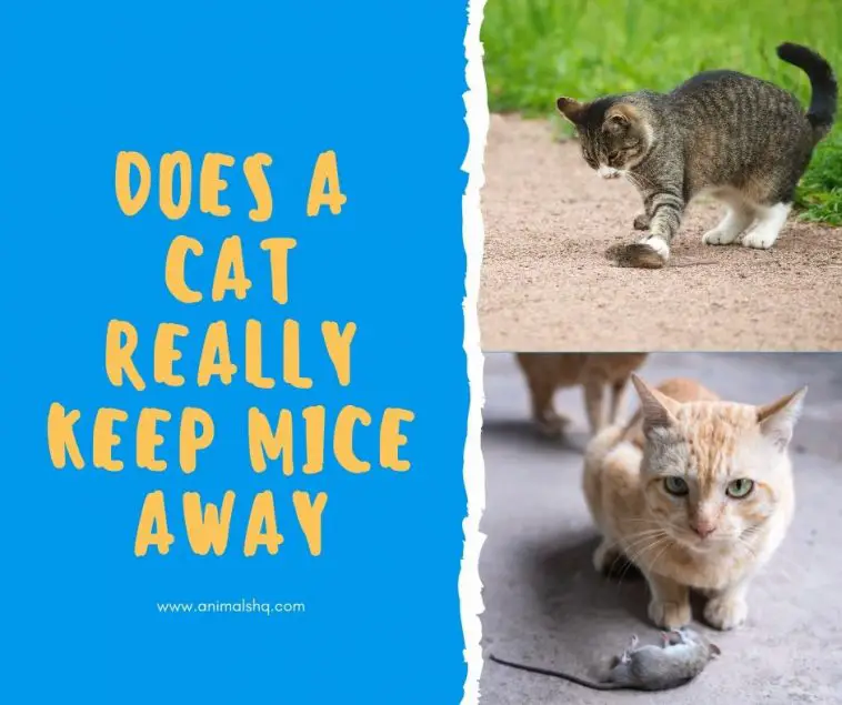 Does a Cat Really Keep Mice Away Animals HQ