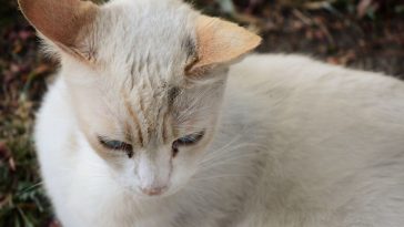 Flame Point Siamese Cat Personality