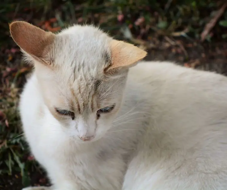 Flame Point Siamese Cat Personality