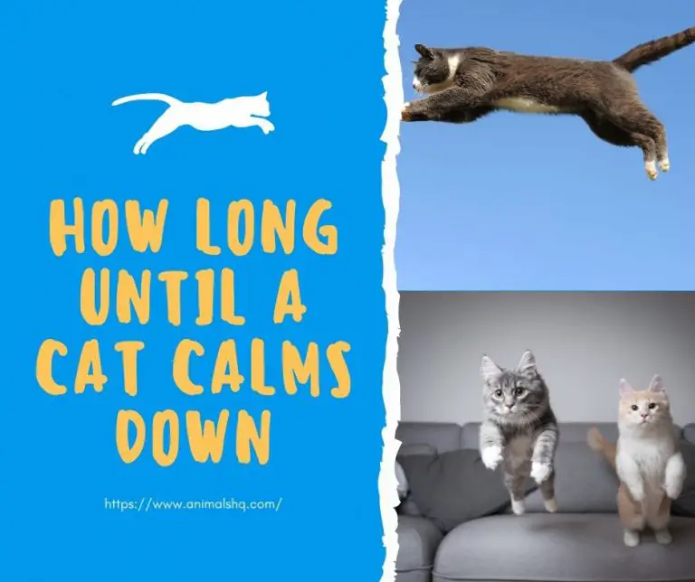 How Long Until A Cat Calms Down Animals HQ