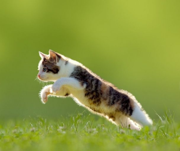 How Long Until A Cat Calms Down Animals HQ