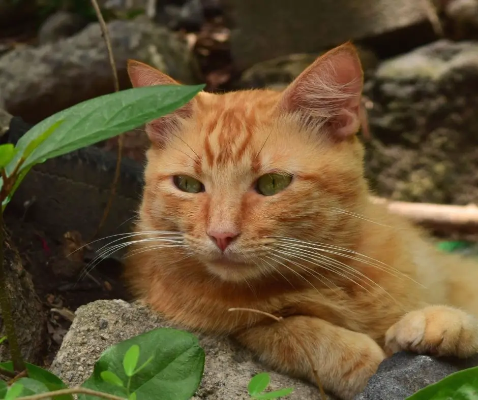 How Long Until A Cat You Animals HQ