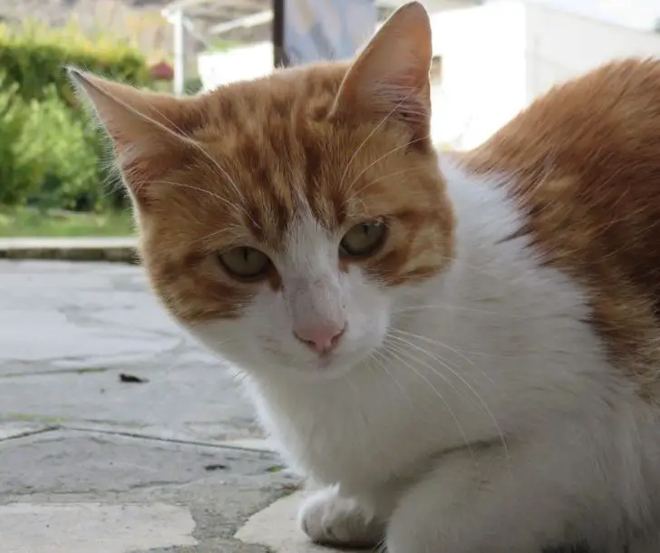 How Long Until A Cat You Animals HQ