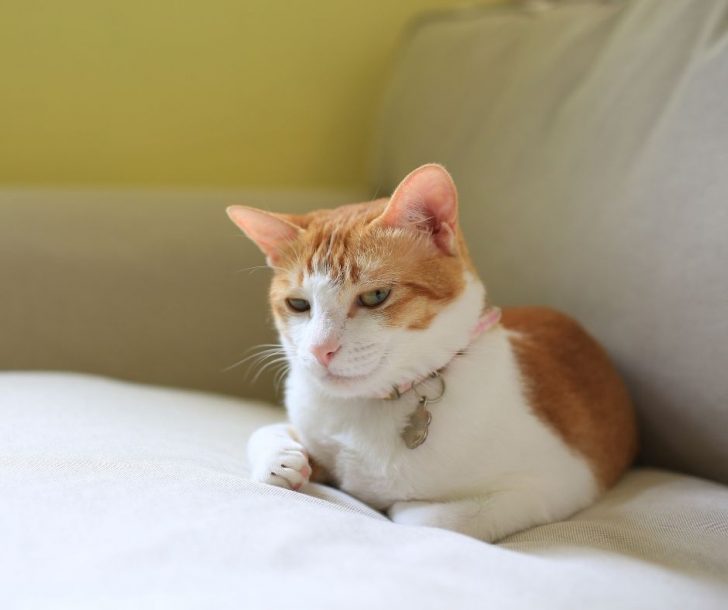 How Long Until A Cat You Animals HQ