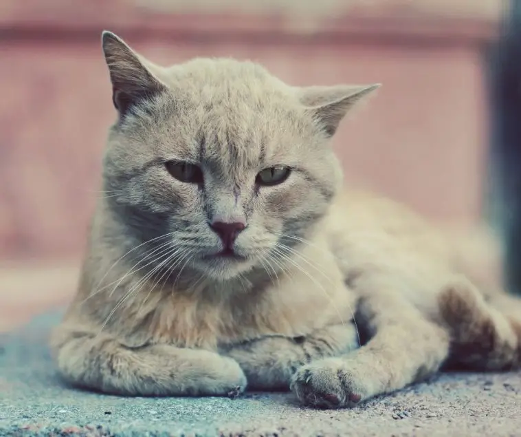 How Long Until Cat Fur Grows Back Animals HQ