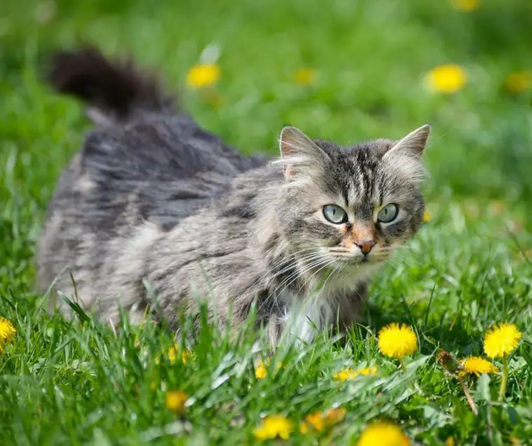 How Long Until Cat Fur Grows Back Animals HQ