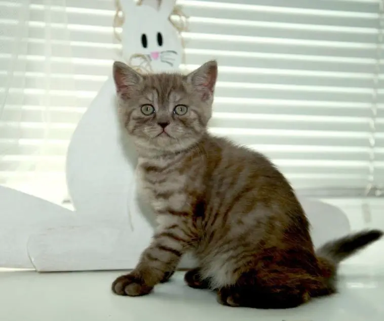 How Long Until Cat Fur Grows Back Animals HQ