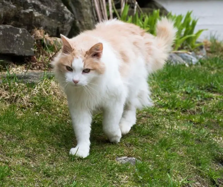 How Long Until Cat Fur Grows Back Animals HQ