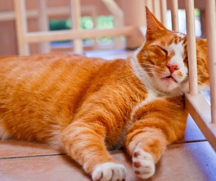 How Long Until a Cat Gets Used to You Animals HQ