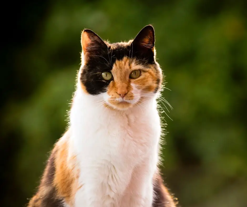 How Much do Calico Cats Cost Animals HQ