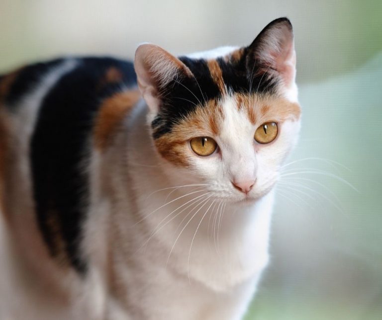 How Much do Calico Cats Cost Animals HQ