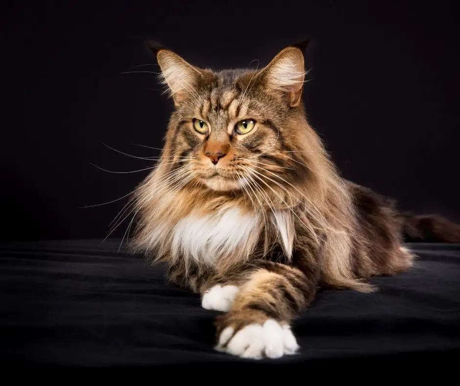 How To Decide If Your Cat Is Part Maine Coon - Animals HQ