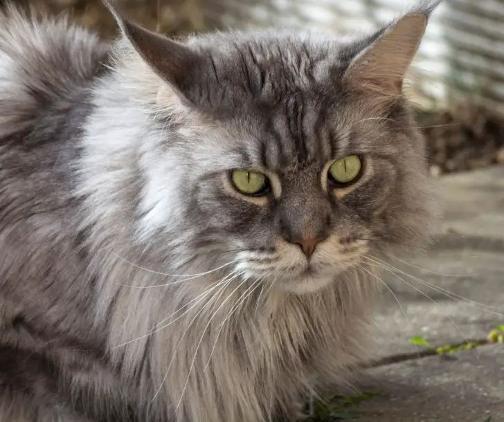 How To Decide If Your Cat Is Part Maine Coon - Animals HQ