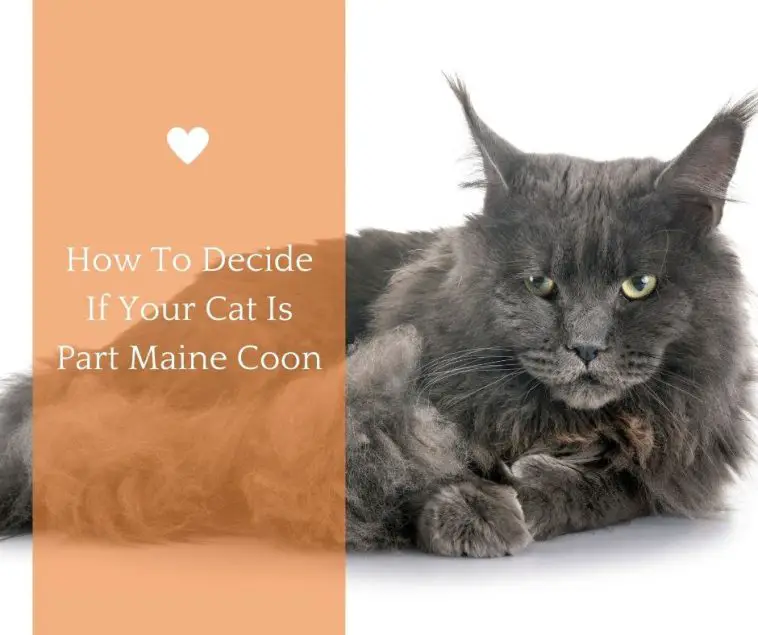 How To Decide If Your Cat Is Part Maine Coon Animals HQ