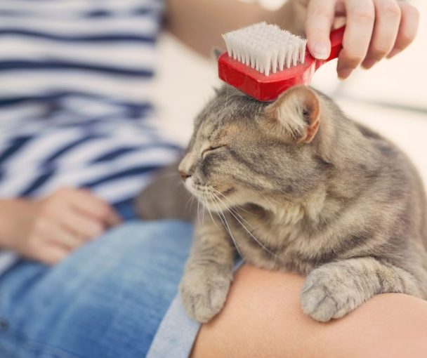 Why Do Cats Gag at The Sound of a Comb Animals HQ