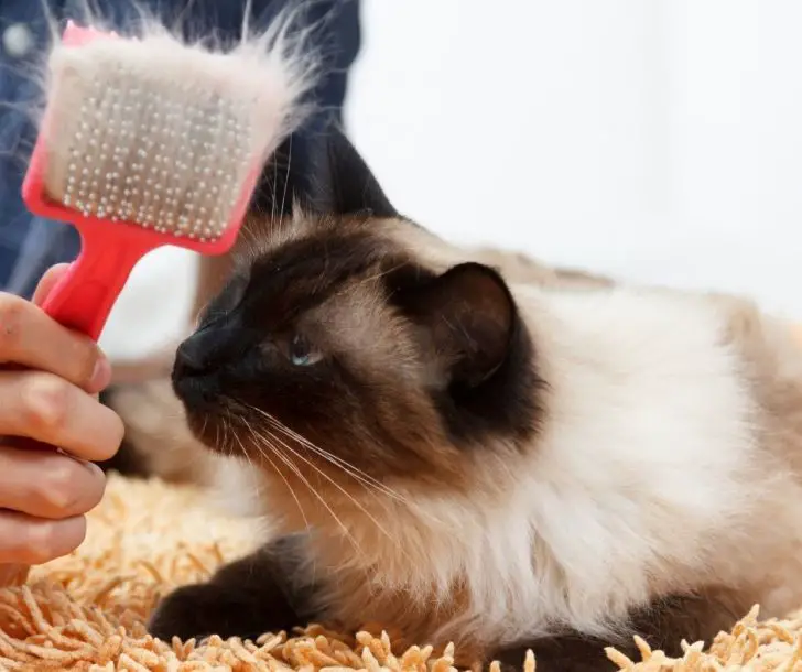 Why Do Cats Gag at The Sound of a Comb Animals HQ