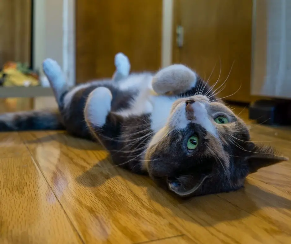 Do Cats Like To Lay On Their Backs at Teresa Moser blog