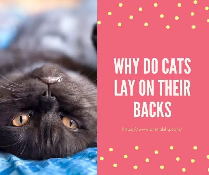 Why Do Cats Lay on Their Backs Animals HQ
