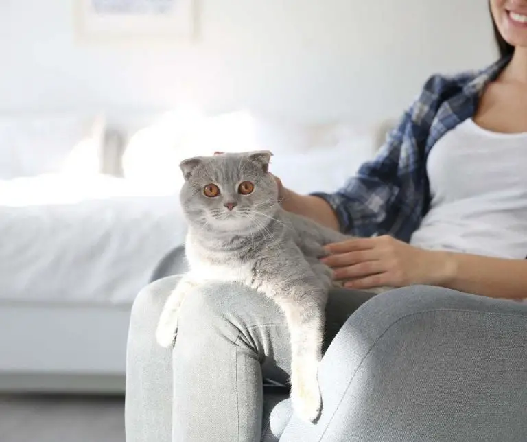 Why Do Cats Like to Sit on Laps Animals HQ