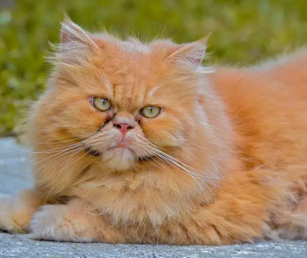 Why are Persian Cats So Expensive Animals HQ