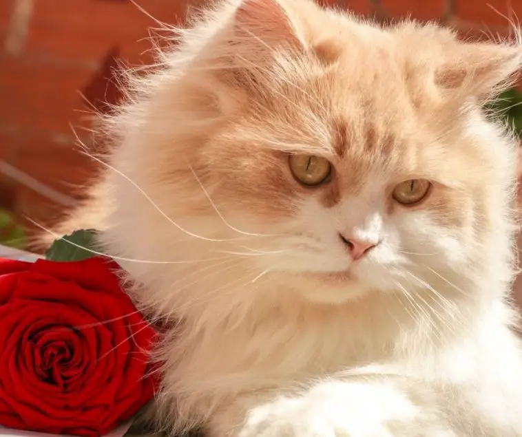 Why are Persian Cats So Expensive Animals HQ